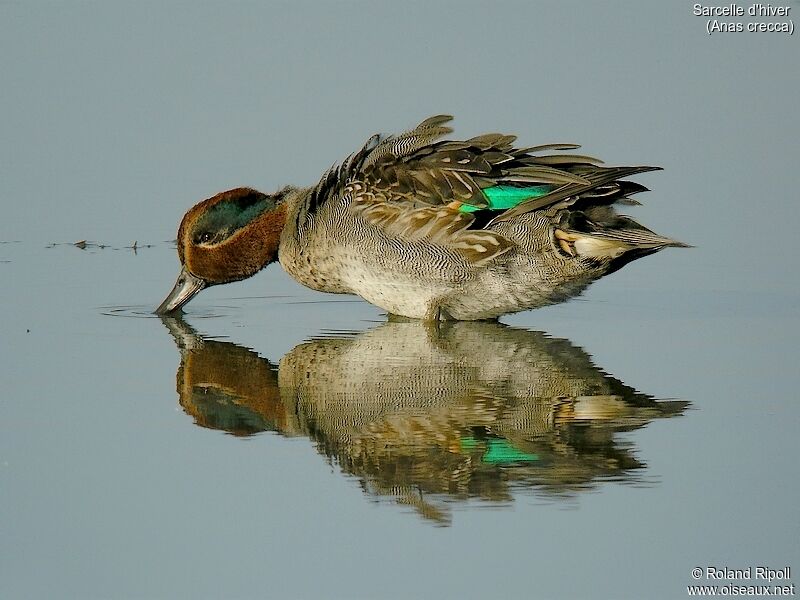 Eurasian Teal male adult post breeding