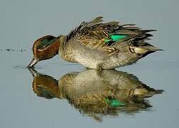 Eurasian Teal