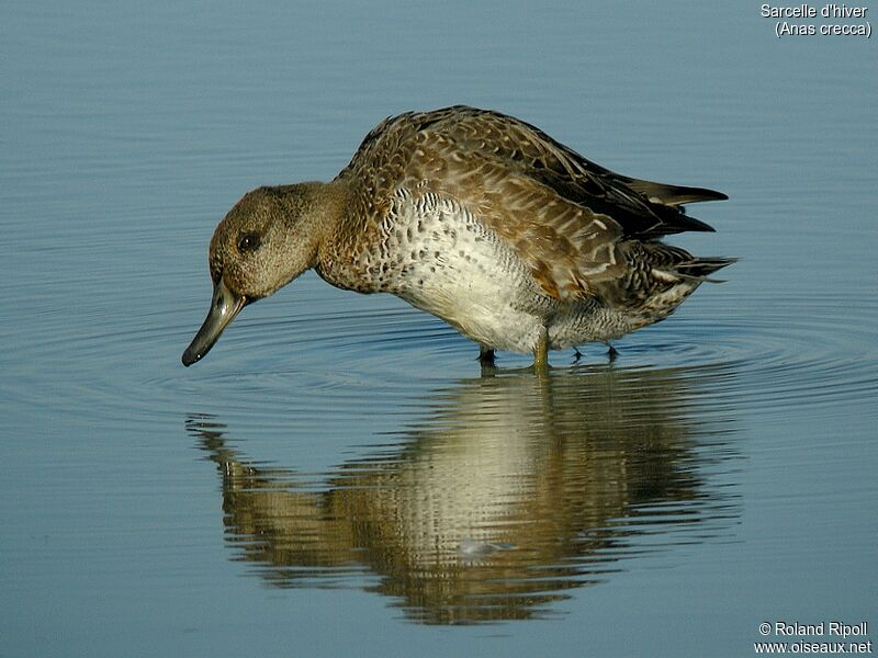 Eurasian Teal male adult post breeding