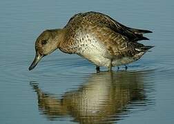 Eurasian Teal