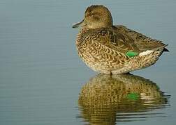 Eurasian Teal