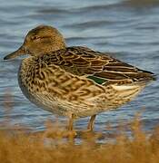 Eurasian Teal