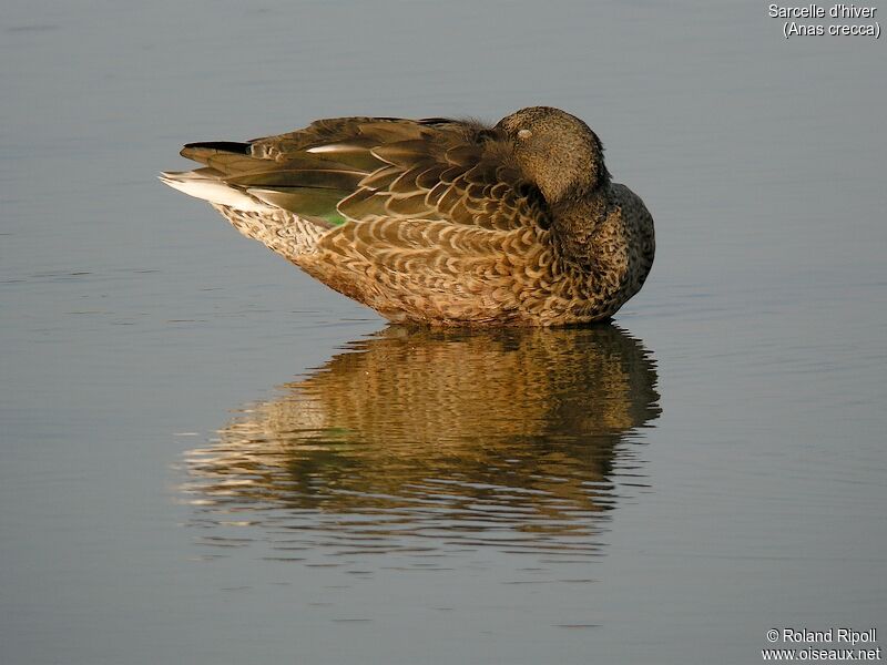 Eurasian Teal female adult post breeding