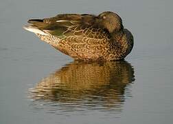 Eurasian Teal