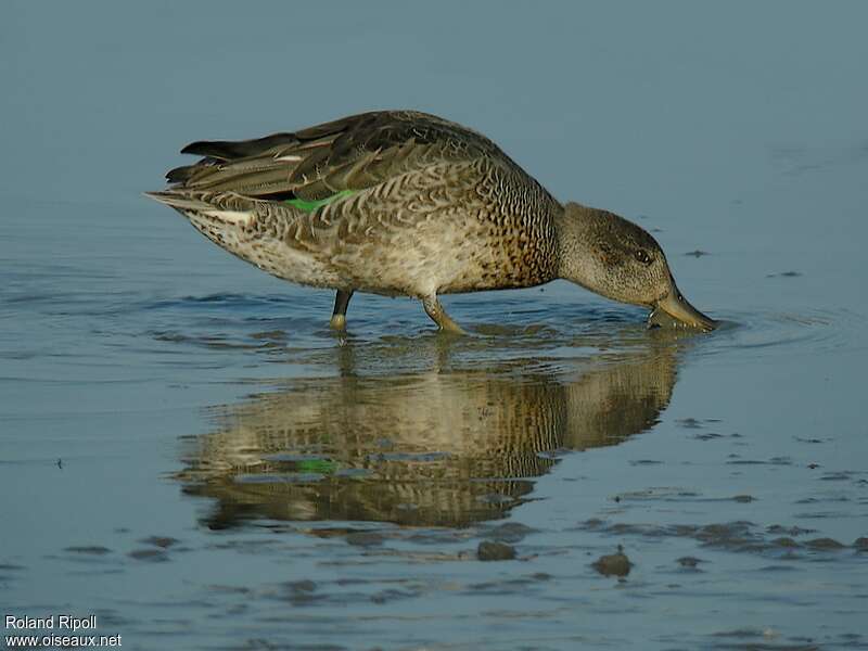 Eurasian Teal female adult post breeding, eats