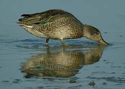 Eurasian Teal