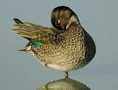 Eurasian Teal