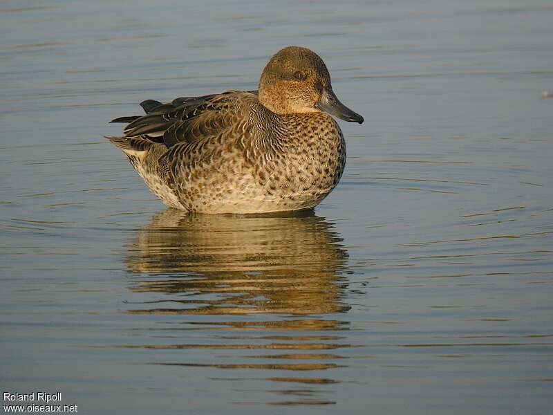 Eurasian Teal male First year, identification