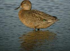 Eurasian Teal