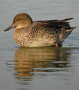 Eurasian Teal