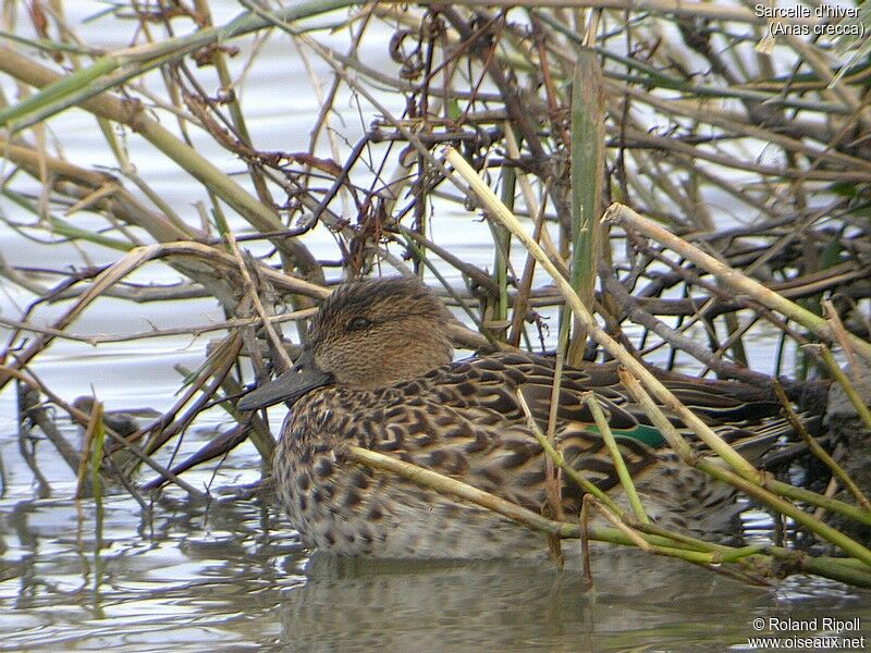 Eurasian Teal