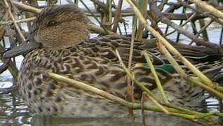 Eurasian Teal