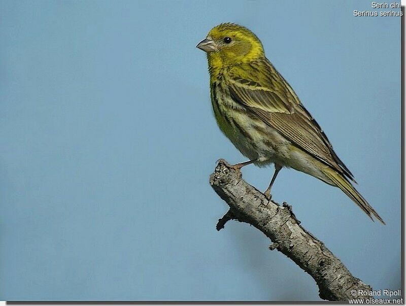 European Serinadult breeding, identification