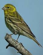 European Serin