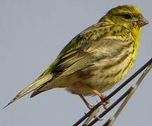 European Serin