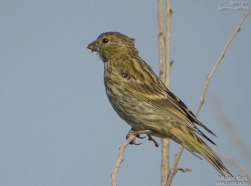 European Serin female