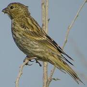 European Serin