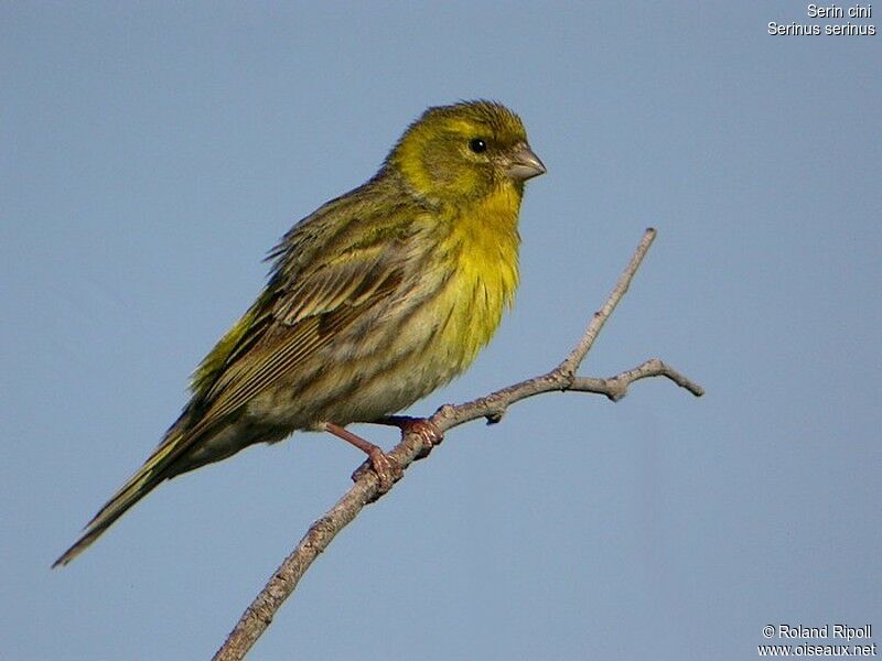 European Serinadult breeding