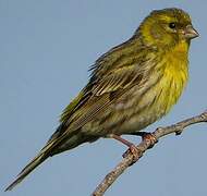 European Serin