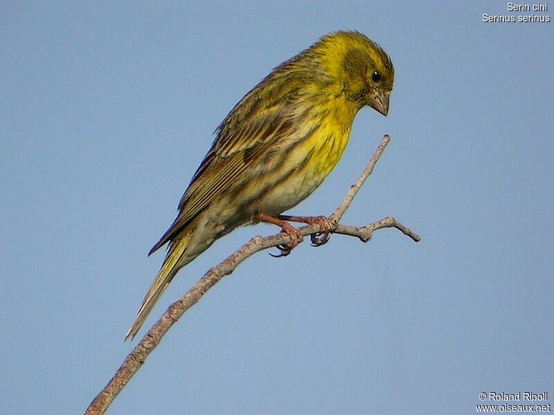 European Serinadult breeding