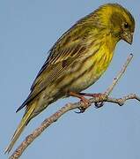 European Serin