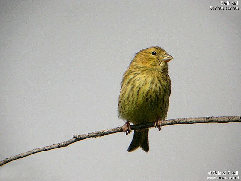 Serin ciniadulte nuptial