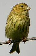 European Serin