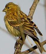 European Serin