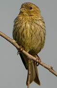 European Serin