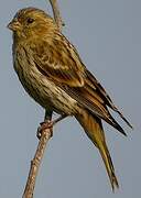 European Serin