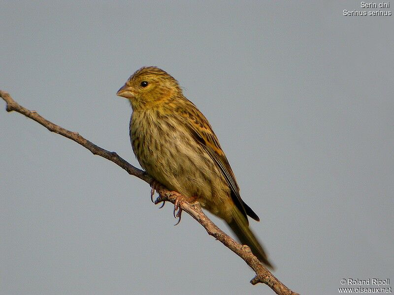 European Serin female adult breeding