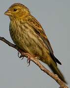 European Serin