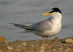 Little Tern