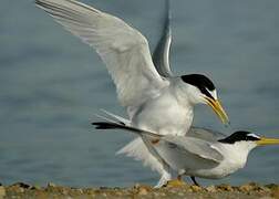 Little Tern