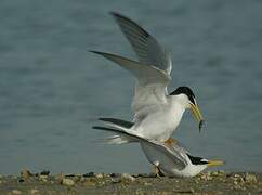 Little Tern