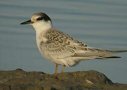 Little Tern