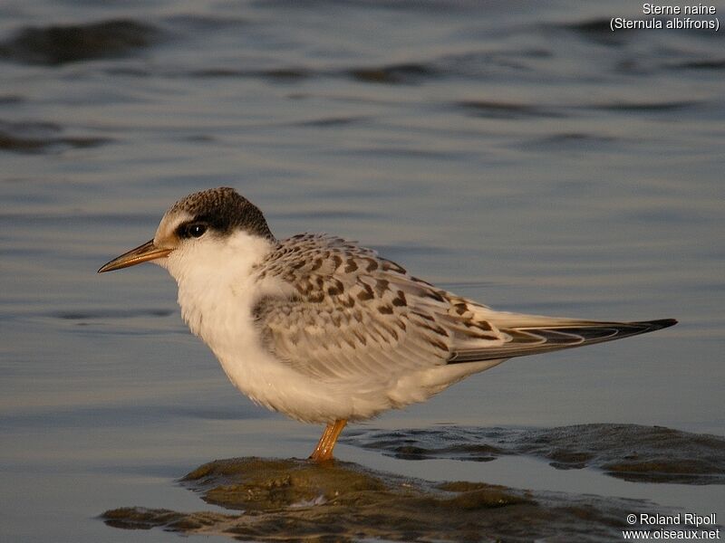 Little Ternjuvenile