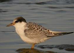 Little Tern