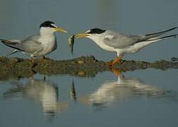 Little Tern