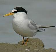 Little Tern