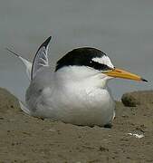 Little Tern