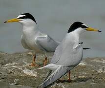 Little Tern