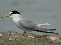 Little Tern