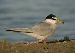 Little Tern