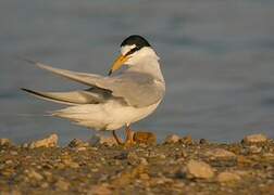 Little Tern