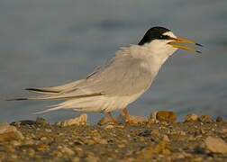 Little Tern