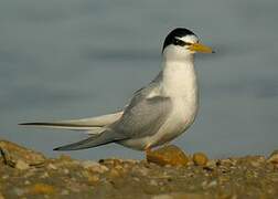 Little Tern