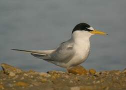 Little Tern