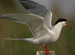 Common Tern