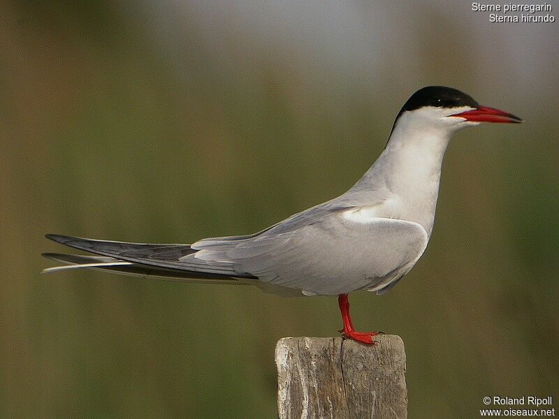 Common Ternadult breeding